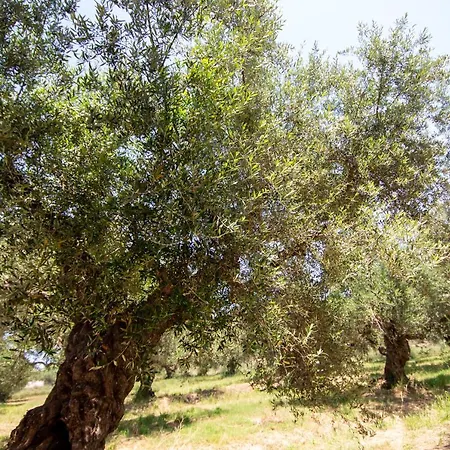 Aestatis * Laganas